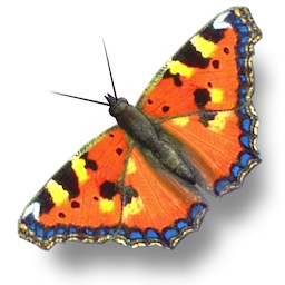 Butterfly_Icon_512_2